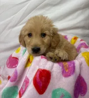 RED, a male Golden Retriever for sale in Orlando, FL – Photo 4 of 4