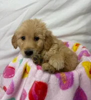 RED, a male Golden Retriever for sale in Orlando, FL – Photo 1 of 4