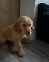 Chick, a male Golden Retriever for sale in Orlando, FL – Photo 3 of 3