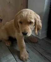 Chick, a male Golden Retriever for sale in Orlando, FL – Photo 1 of 3