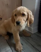 Chick, a male Golden Retriever for sale in Orlando, FL – Photo 2 of 3