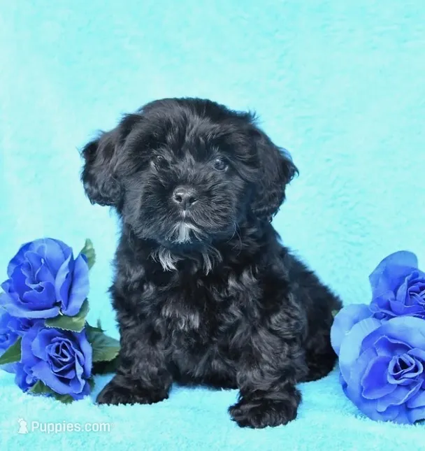 Gigi – Shih Tzu puppy for sale in Orlando, FL