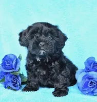 Gigi, a female Shih Tzu for sale in Orlando, FL – 1 of 2