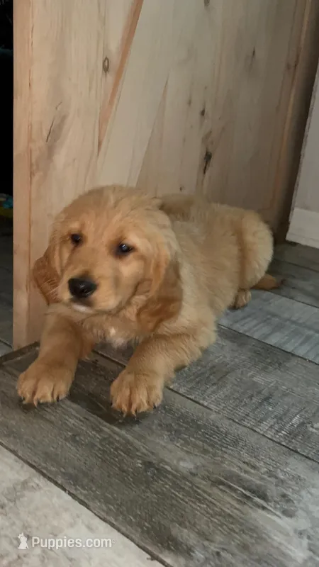 Bunny – Golden Retriever puppy for sale in Orlando, FL