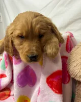 YELLOW, a female Golden Retriever for sale in Orlando, FL – Photo 3 of 3