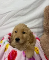 PINK, a female Golden Retriever for sale in Orlando, FL – Photo 1 of 4