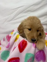 PINK, a female Golden Retriever for sale in Orlando, FL – Photo 4 of 4