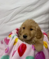 PINK, a female Golden Retriever for sale in Orlando, FL – Photo 2 of 4