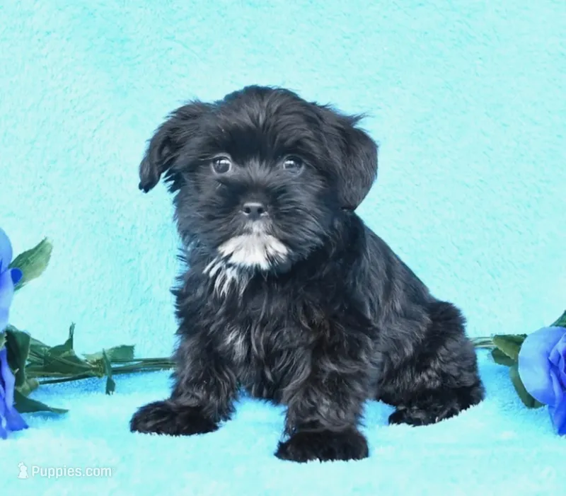 Roco – Shih Tzu puppy for sale in Orlando, FL