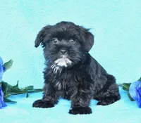 Roco, a male Shih Tzu for sale in Orlando, FL – 1 of 2