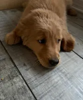 Peter, a male Golden Retriever for sale in Orlando, FL – Photo 1 of 3