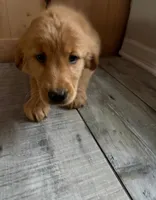 Peter, a male Golden Retriever for sale in Orlando, FL – Photo 2 of 3