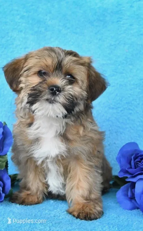 Lola  – Shih Tzu puppy for sale in Orlando, FL