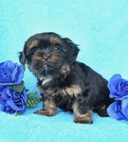 Mochi, a female Shih Tzu for sale in Orlando, FL – 2 of 2