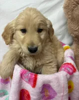 LIGHT BLUE, a male Golden Retriever for sale in Orlando, FL – Photo 1 of 4