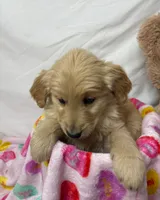 LIGHT BLUE, a male Golden Retriever for sale in Orlando, FL – Photo 2 of 4