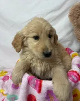 LIGHT BLUE, a male Golden Retriever for sale in Orlando, FL – Photo 3 of 4