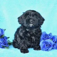 Gigi, a female Shih Tzu for sale in Orlando, FL – 2 of 2