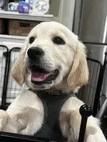 Snow, a male English Cream Golden Retriever for sale in Whittier, CA – Photo 1 of 3