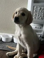 Snow, a male English Cream Golden Retriever for sale in Whittier, CA – Photo 3 of 3