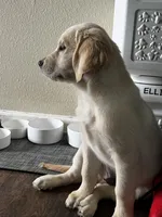 Snow, a male English Cream Golden Retriever for sale in Whittier, CA – Photo 2 of 3