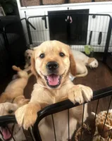 Penny, a female English Cream Golden Retriever for sale in Whittier, CA – Photo 2 of 2