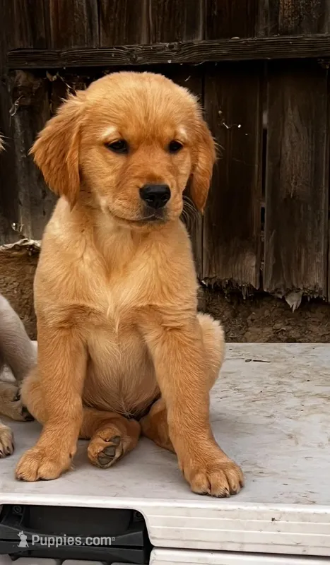 Penny – English Cream Golden Retriever puppy for sale in Whittier, CA