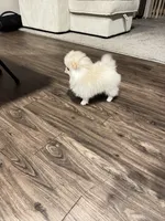 Pink , a female Pomeranian for sale in Williston, ND – Photo 3 of 3