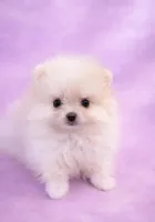 Pink , a female Pomeranian for sale in Williston, ND – Photo 1 of 3