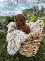 Rozy, a female Goldendoodle for sale in Omak, WA – 1 of 1