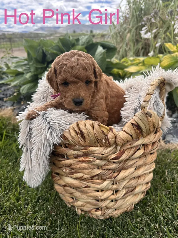 Paris – Goldendoodle puppy for sale in Omak, WA