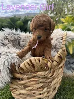 Emmy, a female Goldendoodle for sale in Omak, WA – 2 of 2