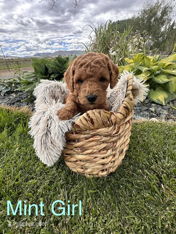 Bristol – Goldendoodle puppy for sale in Omak, WA