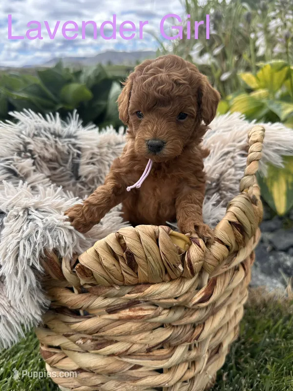 Emmy – Goldendoodle puppy for sale in Omak, WA