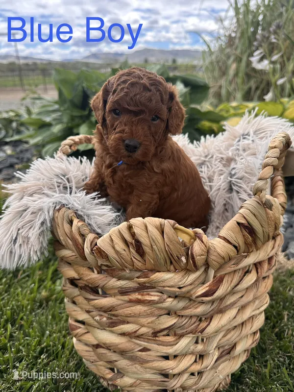 Walter  – Goldendoodle puppy for sale in Omak, WA