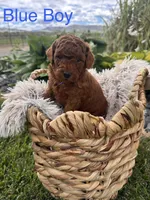 Walter , a male Goldendoodle for sale in Omak, WA – 1 of 1