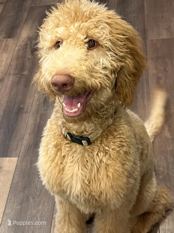 Simba, a male Goldendoodle for sale in Aurora, CO – Photo 1 of 1