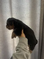Maui, a male Yorkshire Terrier for sale in Union City, CA – 2 of 3