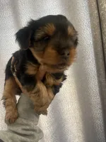 Maui, a male Yorkshire Terrier for sale in Union City, CA – 3 of 3