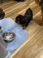 Moana, a female Yorkshire Terrier for sale in Union City, CA – 3 of 3