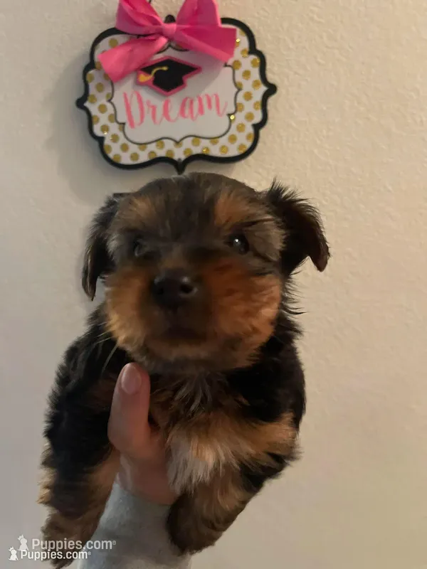 Moana – Yorkshire Terrier puppy for sale in Union City, CA