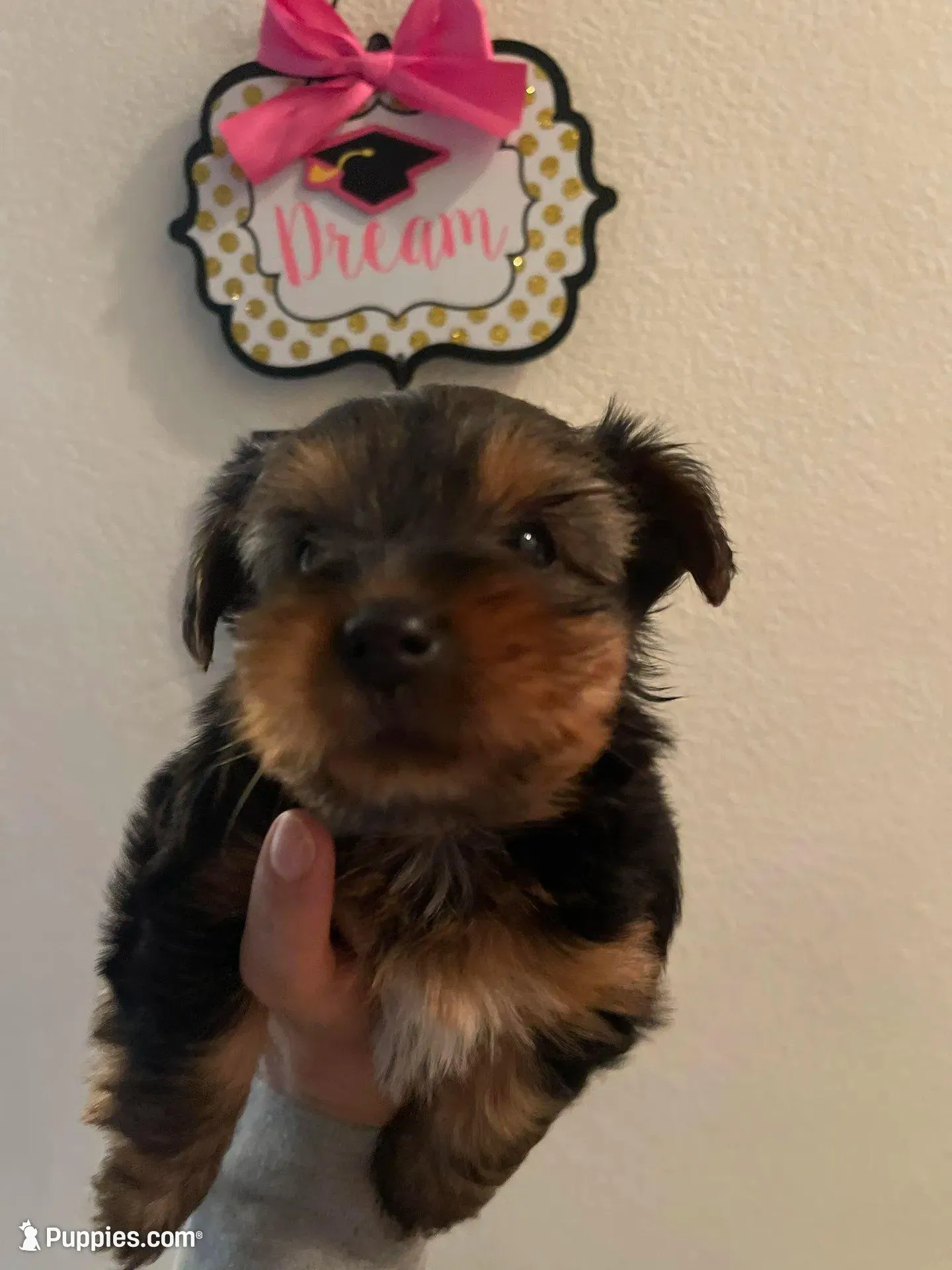 Moana, a female Yorkshire Terrier for sale in Union City, CA – 1 of 3