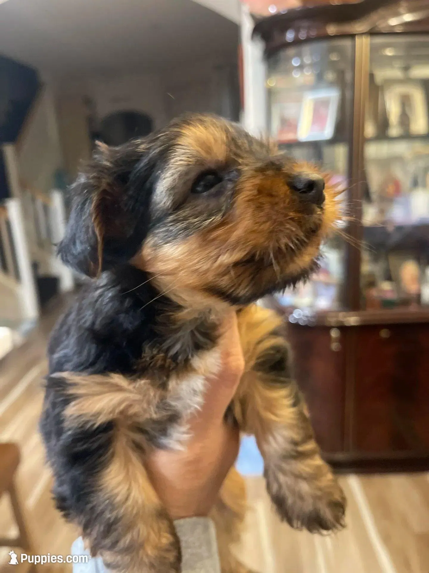 Moana, a female Yorkshire Terrier for sale in Union City, CA – 2 of 3