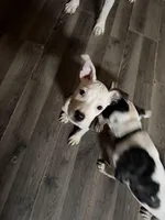 Dotty, a female American Pit Bull Terrier for sale in Champaign, IL – Photo 3 of 5