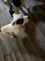 Dotty, a female American Pit Bull Terrier for sale in Champaign, IL – Photo 2 of 5