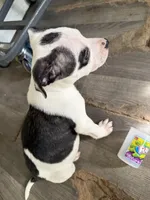 Dotty, a female American Pit Bull Terrier for sale in Champaign, IL – Photo 4 of 5