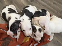 Dotty, a female American Pit Bull Terrier for sale in Champaign, IL – Photo 5 of 5