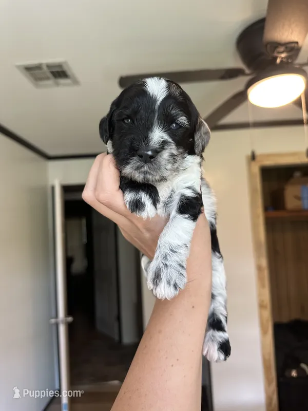 Boone – Miniature Goldendoodle puppy for sale in Ville Platte, LA
