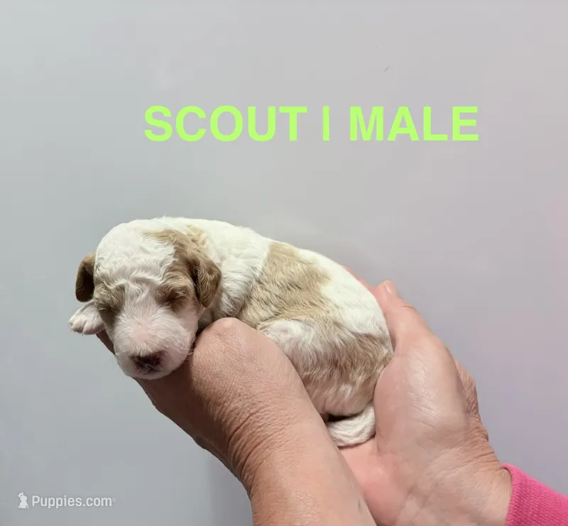 Scout – Miniature Goldendoodle puppy for sale in Ville Platte, LA