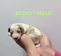 Scout, a male Miniature Goldendoodle for sale in Ville Platte, LA – 1 of 5